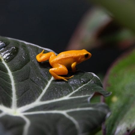 Korkeasaaren eläintarha